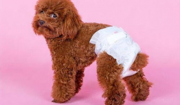 狗狗交配视频,揭秘繁殖过程中的自然现象